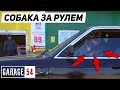 СОБАКА ЕДЕТ по ГОРОДУ за РУЛЕМ BMW 😱