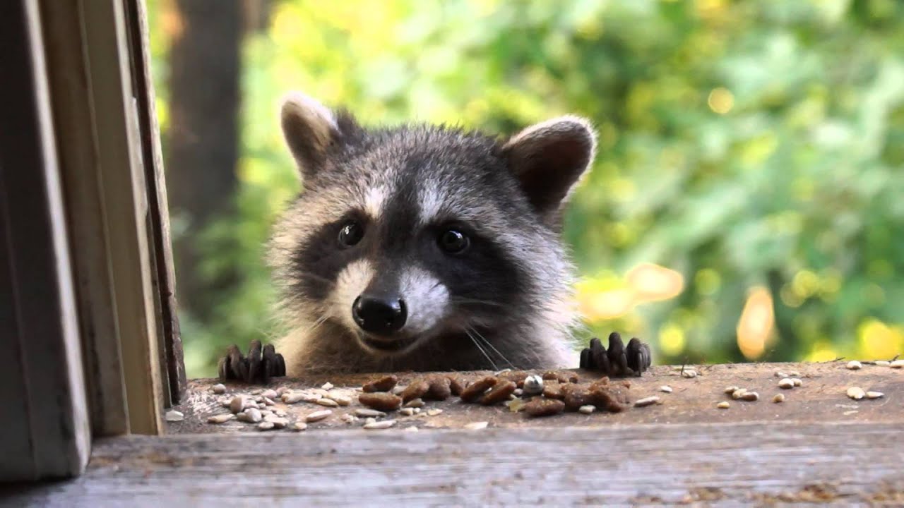 Orphan Baby Raccoon YouTube Orphan Baby Raccoon YouTube