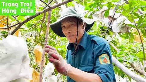 Túi bọc trái cây|túi bao trái cây|túi bao trái loại nào?Trang trại Hồng Điển