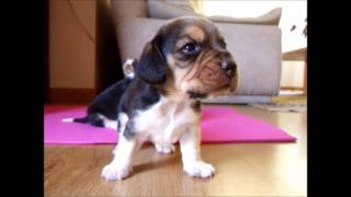 Beagle puppies and their first steps
