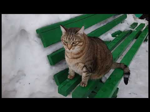 Жизнь супер толстого кота Степана, зима 2020
