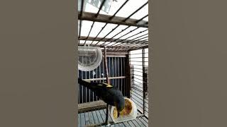 Mantenan himalaya by wiko nhe dhewe