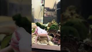 Аксолотли вместе 🥳 #аксолотль #axolotl