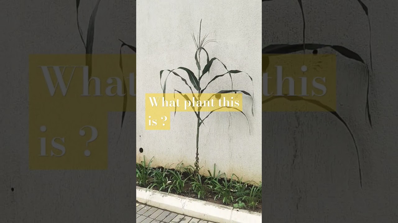 What plant this is ? 