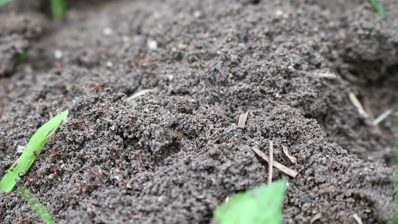 ants movie Fire Ant