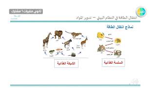 دروس عين| انتقال الطاقة في النظام البيئي - تدوير المواد - علم البيئة - مقررات - مشترك ١