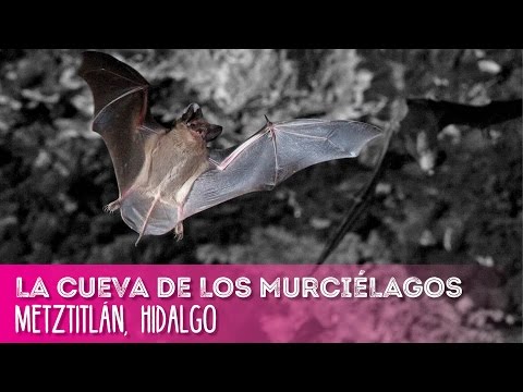 La Cueva de los Murciélagos en Metztitlán, Hidalgo