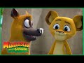 O Alex é o Rei da Selva? 🦁😲 | DreamWorks Madagascar em Português