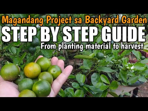 Video: Impormasyon Tungkol sa Pagpapalaki ng mga Puno ng Calamondin - Mga Tip sa Pagpapalaki ng Calamondin