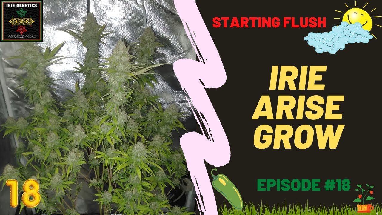 Arise #18 Starting Flush