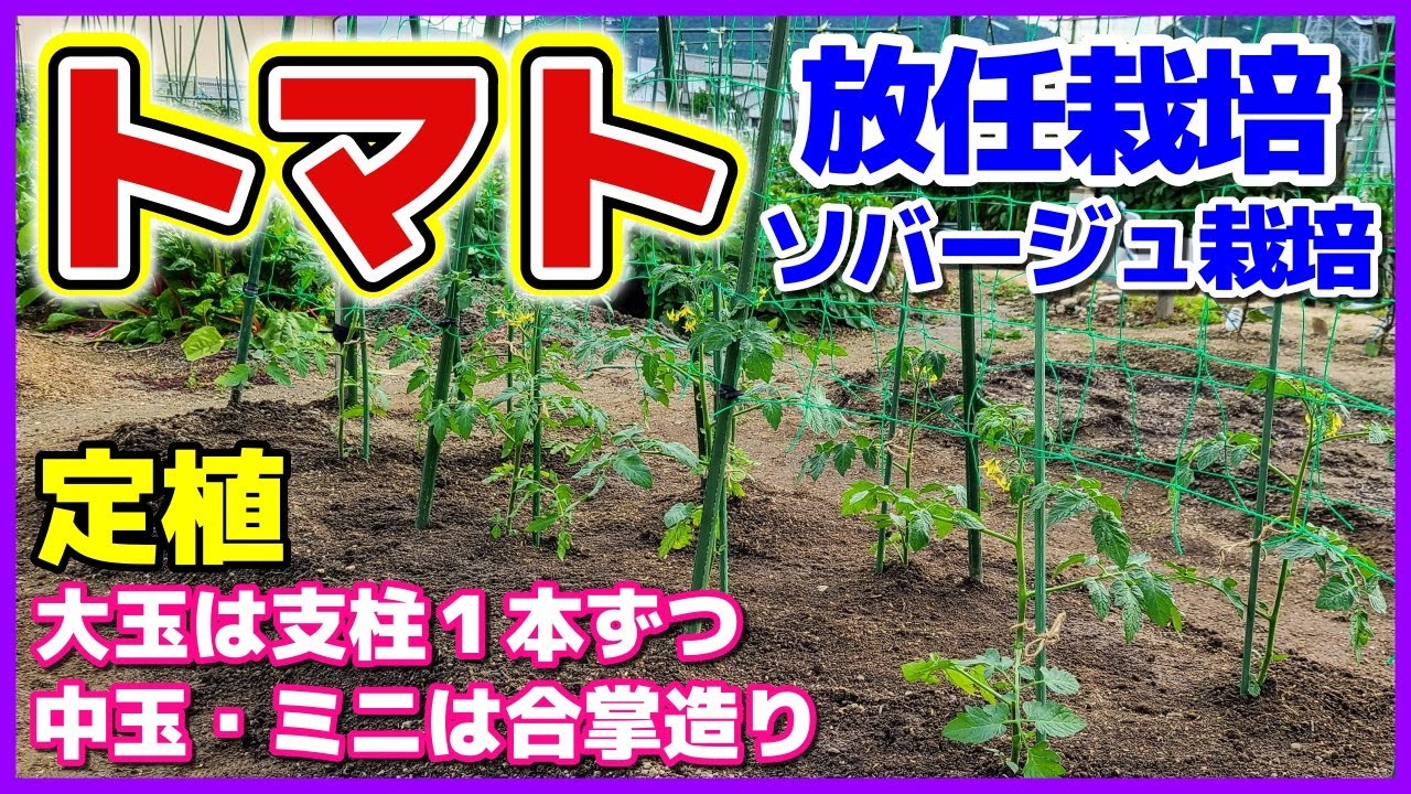 トマトの放任栽培 ネット張りにポイント有り 大玉トマトは裂果しにくい麗夏を定植 超便利なゴムスビー ソバージュ栽培 合掌造り フルティカ チェリーメイト トマト栽培 植え付け 植え方 Youtube