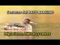 El Pato Barcino (Anas flavirostris) - Tesoro alado de Sudamérica