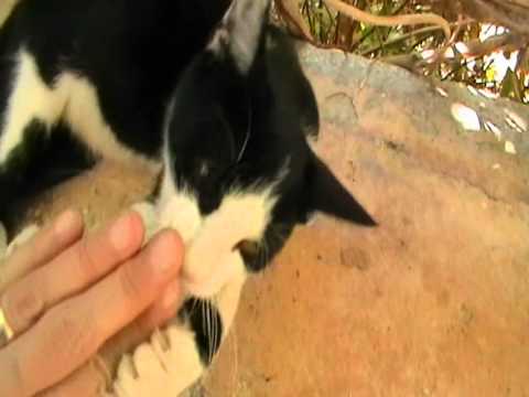 Βίντεο: Βαμμένα, αποχρωματισμένα δόντια σε γάτες