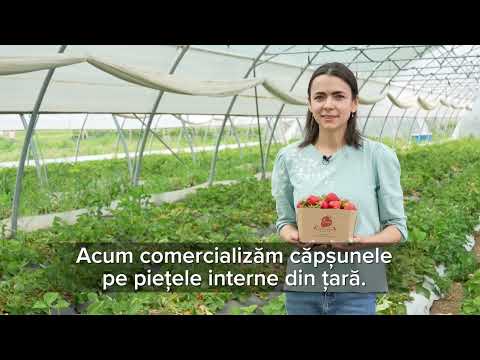 Ana Gavriluța A Transformat O Plantație De Căpșuni într-o Afacere Profitabilă