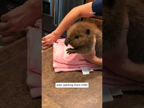 Video: Pet Scoop: Baby Beaver zachránil na golfovom ihrisku, Cat Races cez Rugby Match