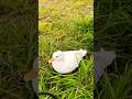 Duck so cute pet #duck #gachua #cute #music #funny #animals #goose #nature #アヒル #birds #petduck #白馬岳