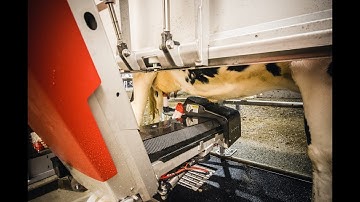 Lely Astronaut A5 Milking Robot Connecting a Cow