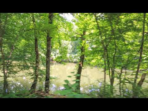 5446 E Lamar Alexander Pkwy, Walland, TN home video tour