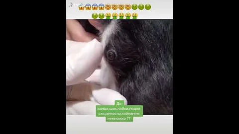 у катёнка обнаружен в теле гиганский червяк