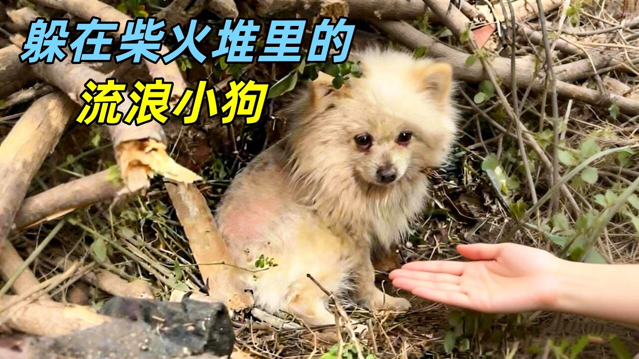 柴火堆里的流浪小狗，被小姐姐收养后，成了人见人爱的小宝贝