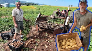 Perfect Potato Harvest