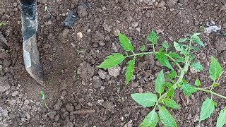 Jardinage, jardin bio, potager, planter légumes, herbes aromatiques.#recette #jardinbio #paysagisme