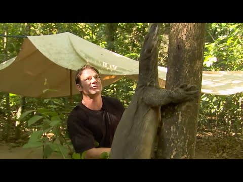 Water Monitor Climbs a Tree | Deadly 60 | Series 2 | BBC Earth