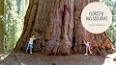 O Fascinante Mundo da Arvore de sequoia ile ilgili video
