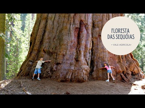 Vídeo: Sequoia - a árvore mais alta do mundo