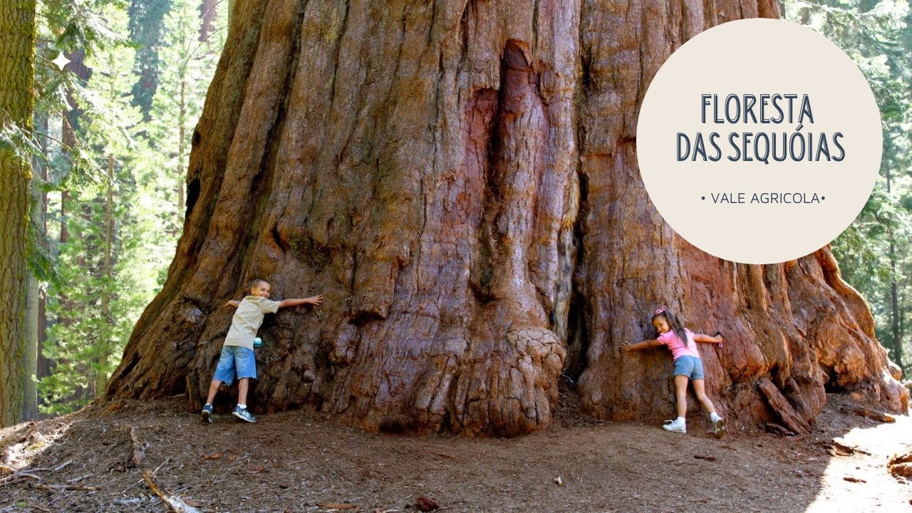 SEQUOIAS: AS MAIORES E MAIS VELHAS ÁRVORES DO MUNDO