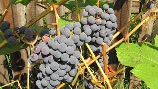 Зимостойкий неукрывной виноград  - это соки и домашнее вино