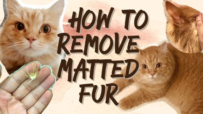 How to Get Mats Out of Cat Fur and Prevent Them in the Future - Dr. Brite