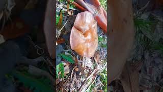 Lepista Nuda #shorts #setas #hongo #mushroom #nature