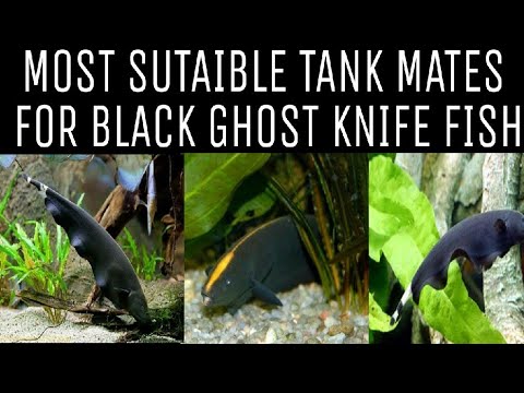 Black Ghost Knife Fish Compatibility Chart