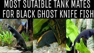 Tank Mates For Black Ghost Knife Fish