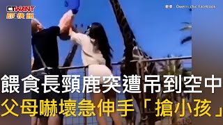 CTWANT 生活趣聞 / 餵食長頸鹿突遭吊到空中　父母嚇壞急伸手「搶小孩」