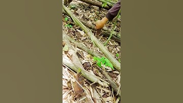 unique process for harvesting bamboo shoots in the garden #shorts