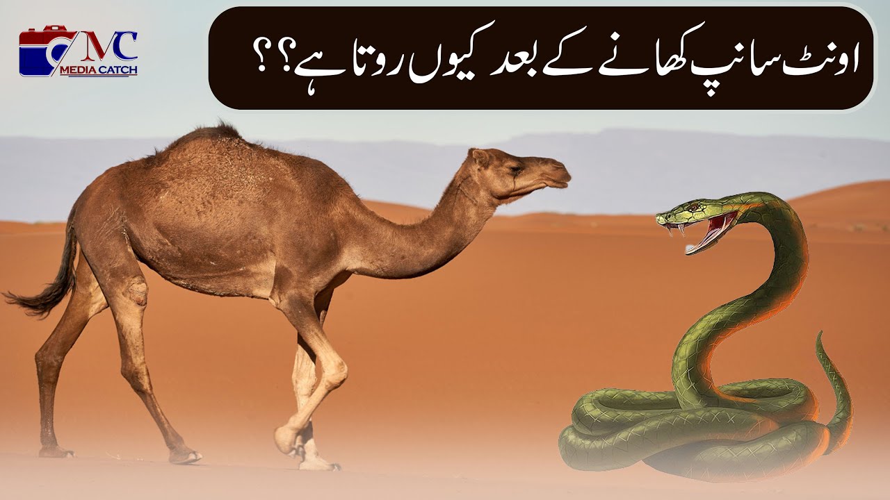 Camel snake. Camel snake