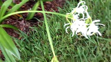 How do you grow hymenocallis Festalis?