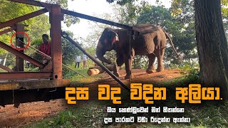 Elephant conservation | Do Not Borthering Elephants , Elephant attack video 2024