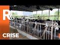 Crise no leite faz produtor abandonar atividade