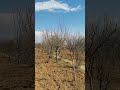 Apricot field - Apple field # DGPS Survey # SPS986 Trimble # @Pattan - Srinagar #