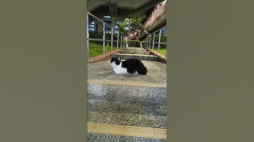 1 Minute of Cat #cat