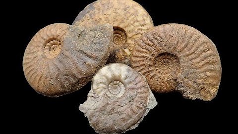 Ammonite Graphoceras Jurassic Fossil Preparation