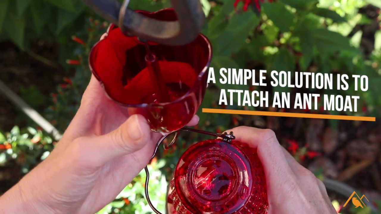 Hummingbird Feeder Ant Problems Youtube