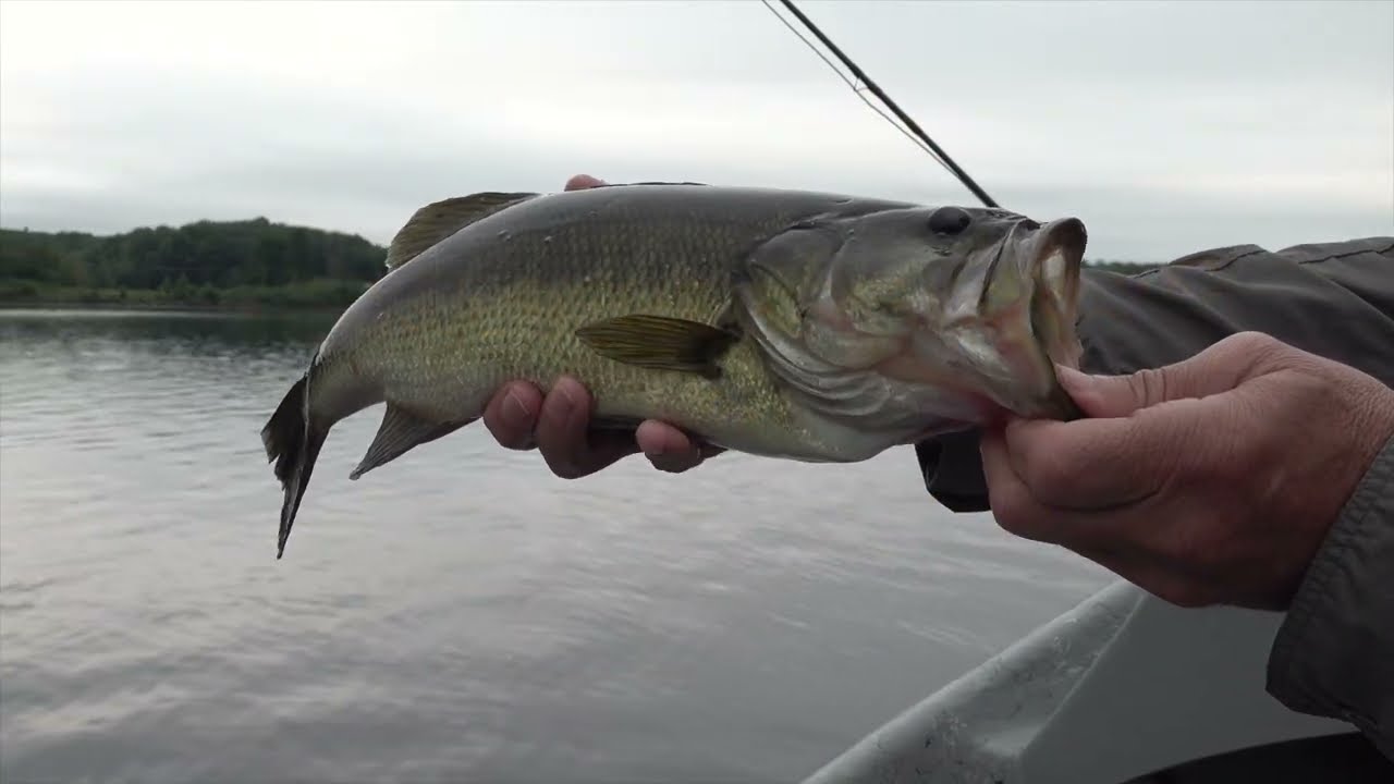 Summer Bass Fishing
