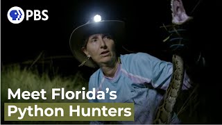 Hunting Pythons in Florida