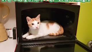 20200610 A naughty cat inside the microwave.