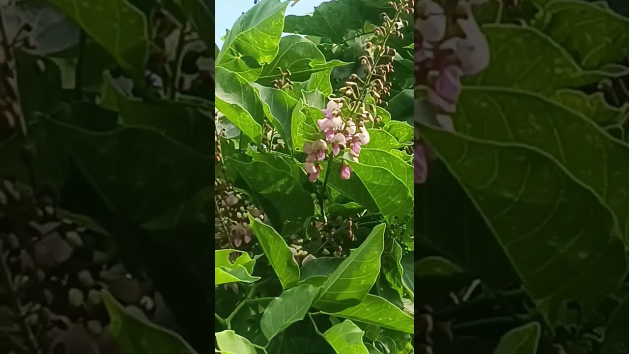 பேரைச்சொல்லவா அது நியாயமாகுமா.. |இளையராஜா ❤