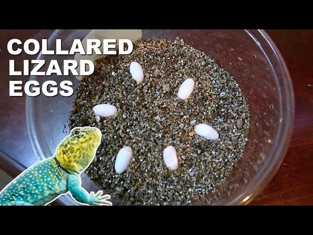 MY COLLARED LIZARD LAID EGGS!!